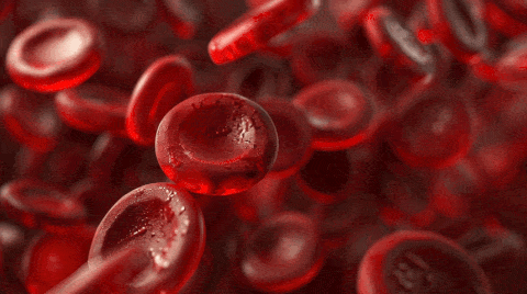 scientifically accurate microscopic view inside flowing human blood, dense field of realistic red blood cells, true erythrocytes with correct biconcave disc morphology, natural crowding and overlap, physiologically plausible spacing, suspended in blood plasma, some cells sharp in foreground and many softly out of focus in background, biomedical realism, photoreal medical microscopy style, restrained lighting, natural translucency, subtle texture, no rubber texture, no plastic shine, no spikes, no fantasy bi
